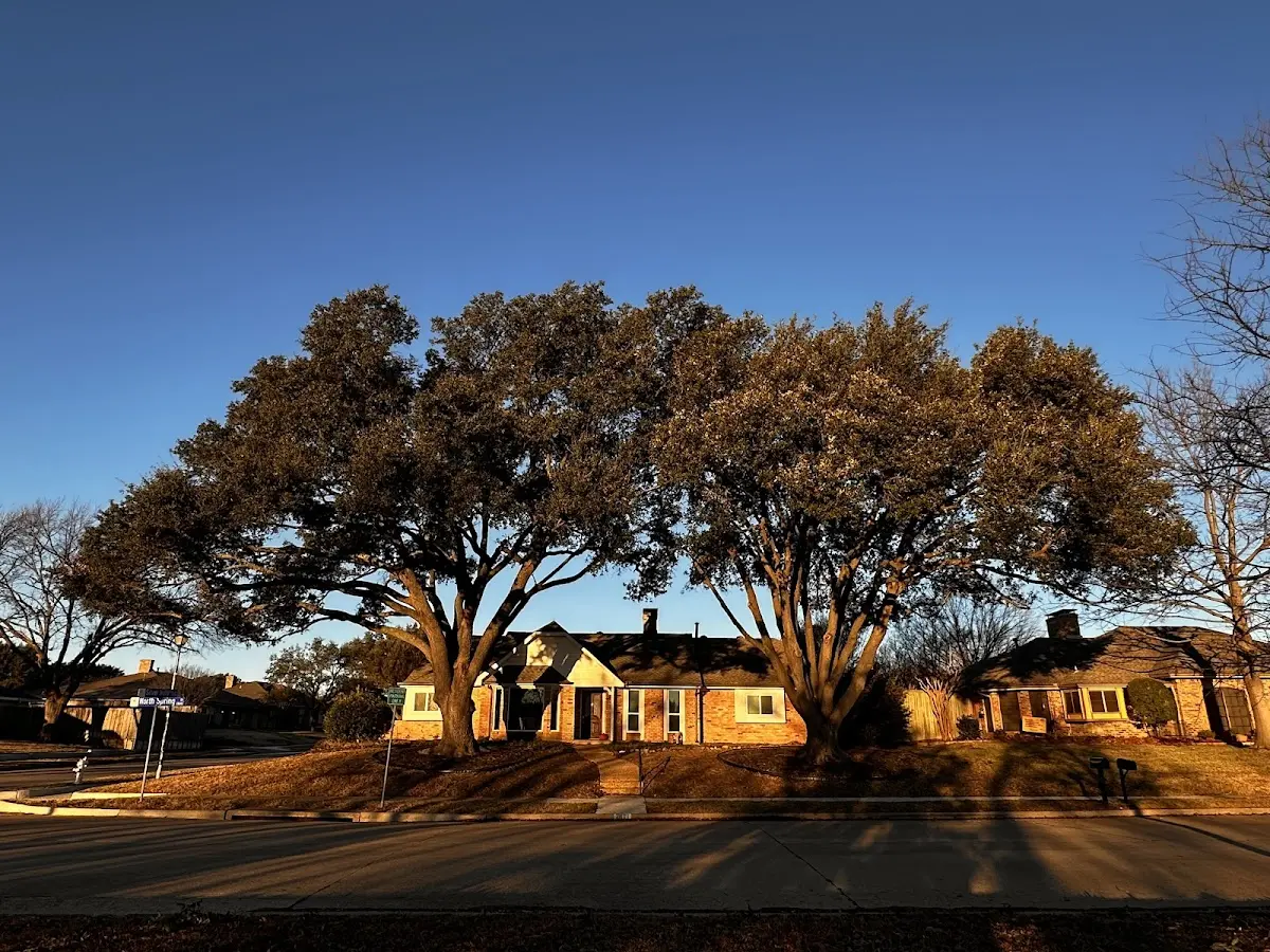 Established residential canopy tree shading a home in Santa Maria
