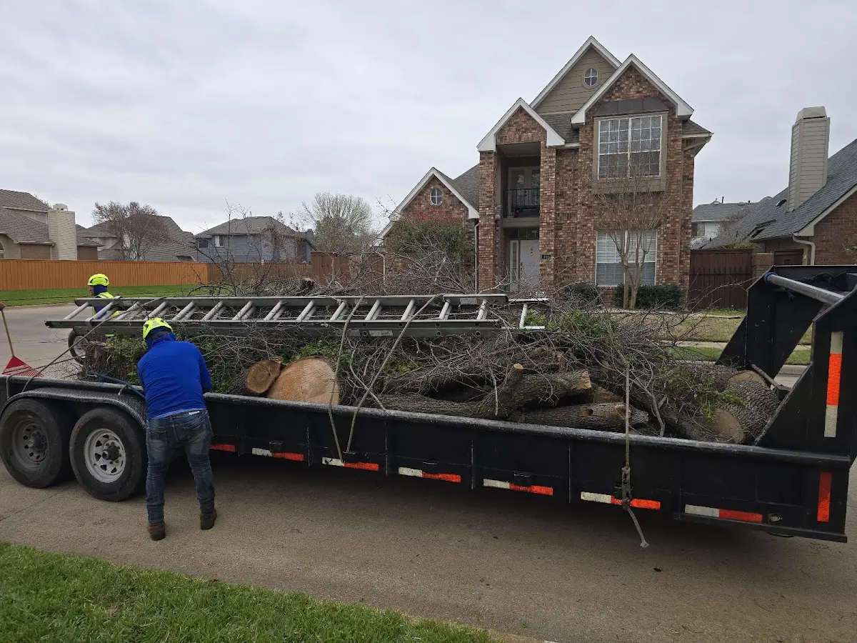Expert Tree Fertilization with proper safety equipment in Santa Maria